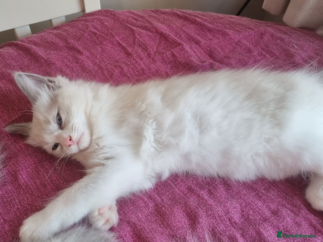 Ragdoll cats for sale: Beautiful ragdolls   - Image 10