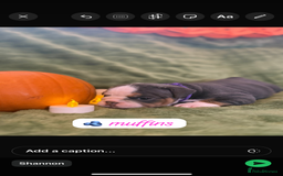 English Bulldog dogs for sale: Beautiful bulldog babies  - Image 19