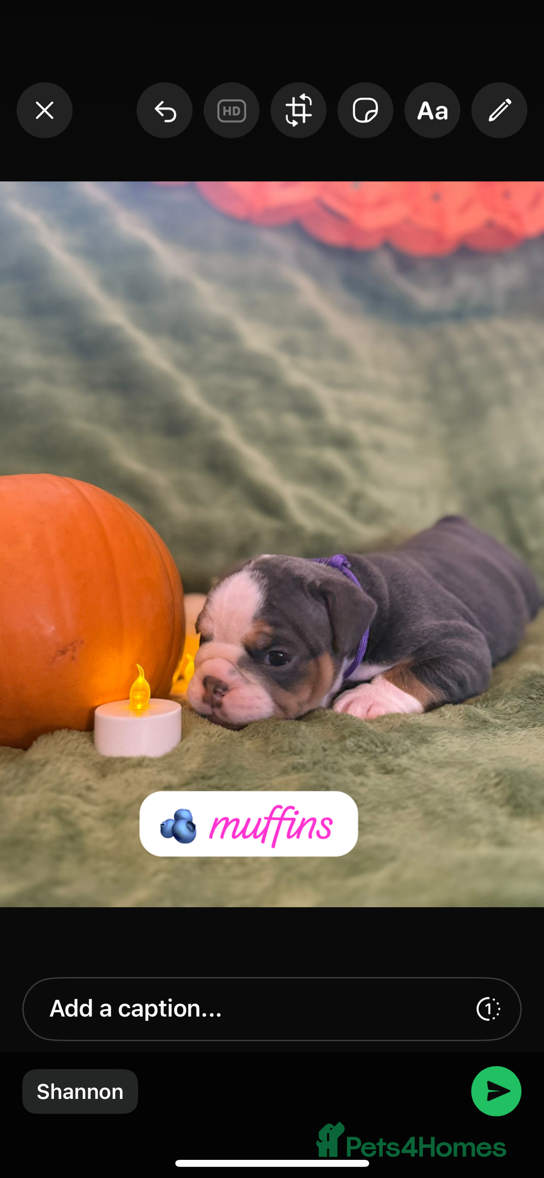 English Bulldog dogs for sale: Beautiful bulldog babies  - Image 19