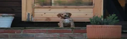 Cocker Spaniel dogs for sale: Gorgeous Working Cocker Spaniel Pups  - Advert 31