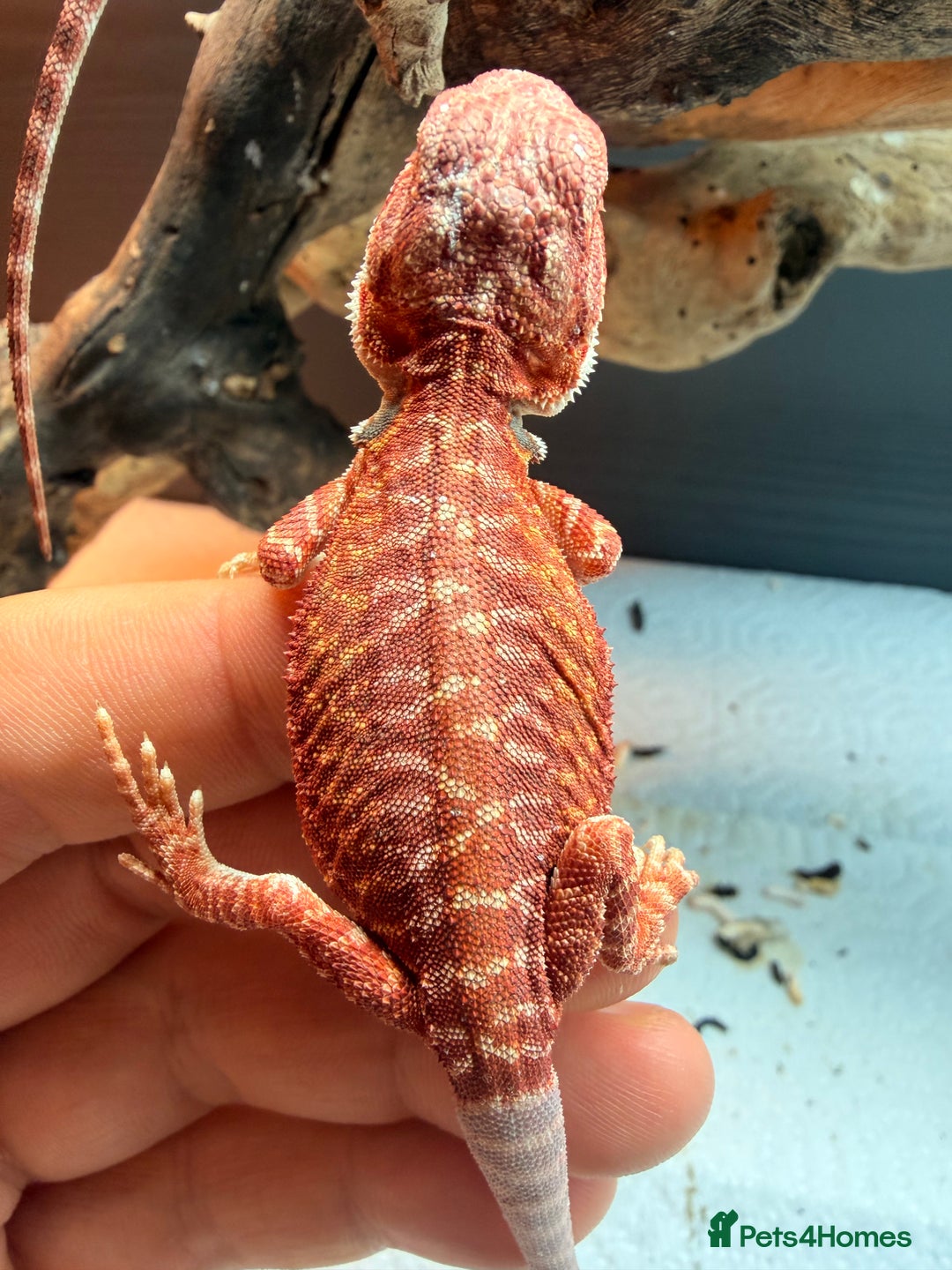 Bearded Dragon reptiles for sale: Red baby Bearded Dragons ready to go! - Advert 2