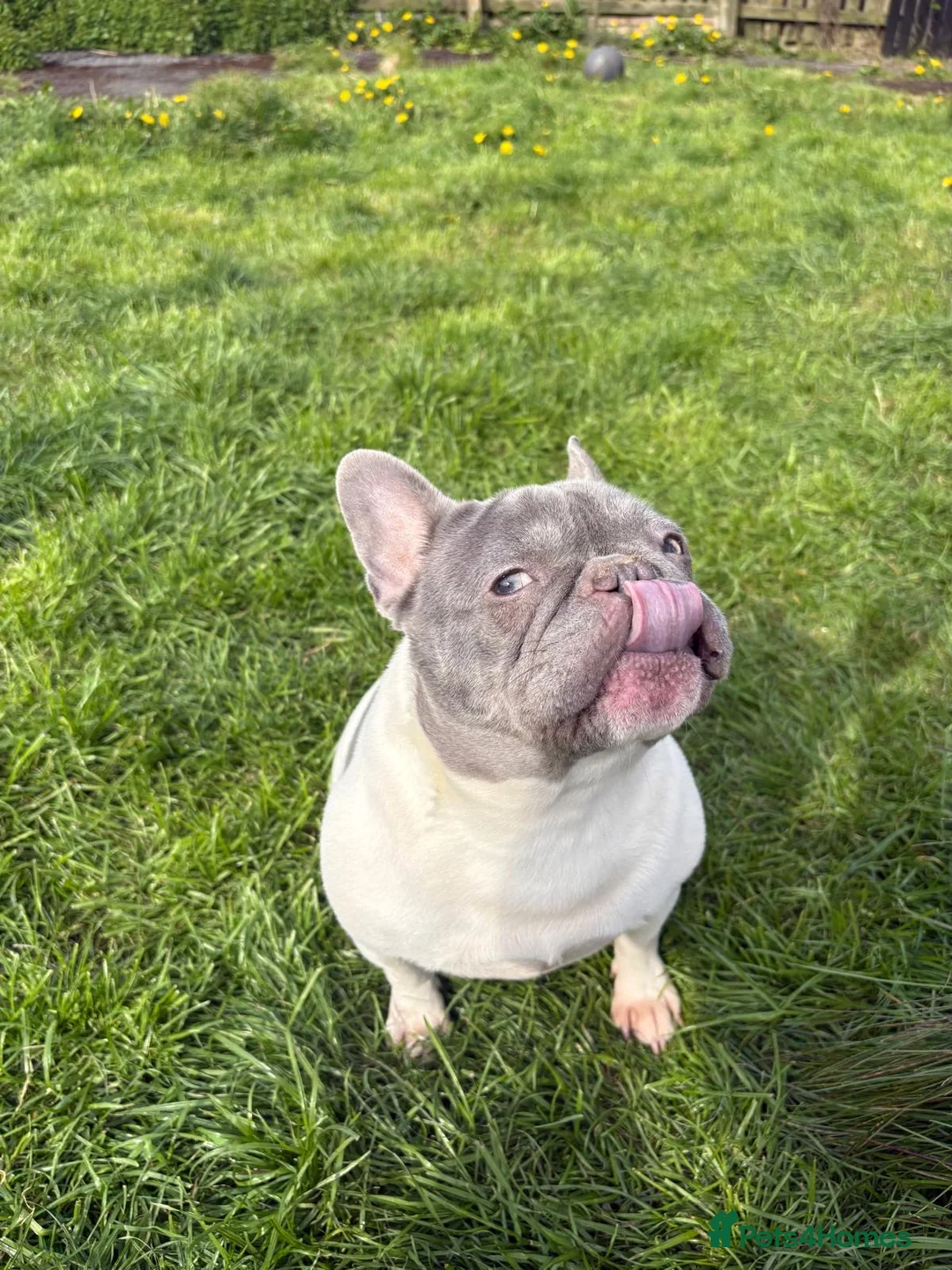 French Bulldog dogs for sale: Pied frenchie for sale - Advert 2