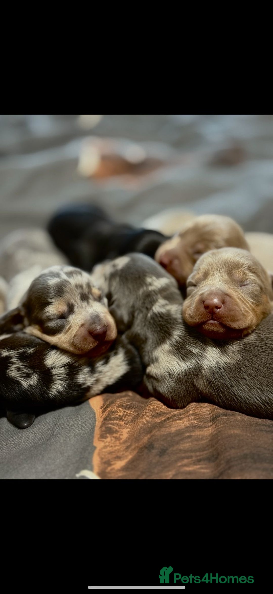 Dachshund dogs for sale: 7 Beautiful dachshund puppies  - Advert 19