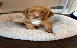 Cocker Spaniel dogs for sale: Stunning KC registered Working Cocker Spaniels  - Image 35