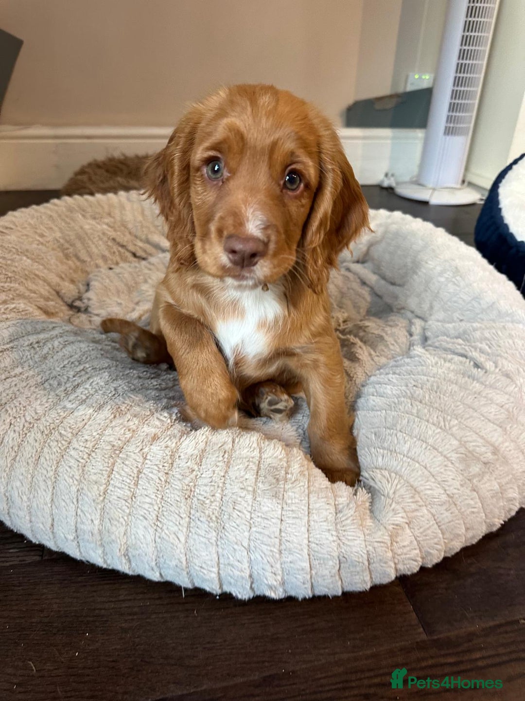 Cocker Spaniel dogs for sale: Stunning KC registered Working Cocker Spaniels  - Image 35