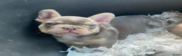 French Bulldog dogs for sale: TOP QUALITY FRENCH BULLDOG PUPPIES - Advert 31