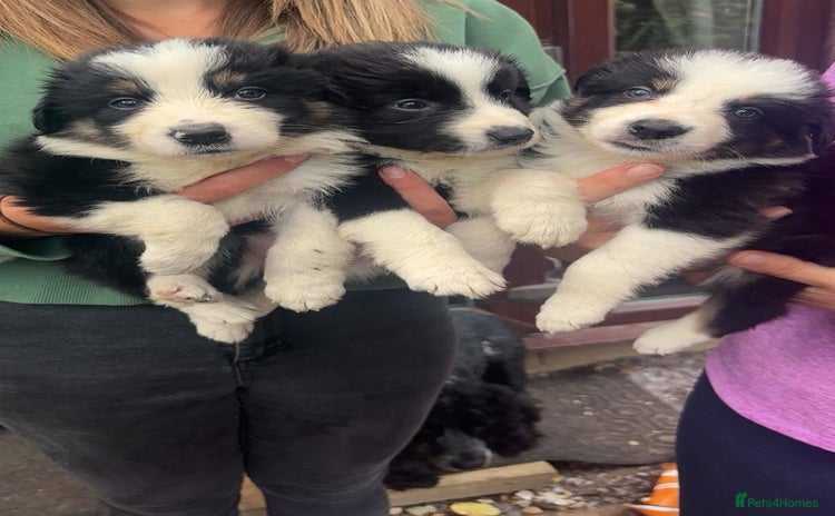 Border Collie dogs - Advert 2