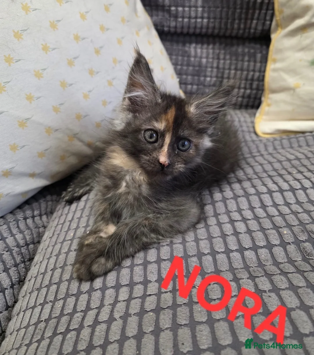 Maine Coon cats for sale: Title 2 x Maine Coon Kittens ONLY FEMALES LEFT - Advert 1