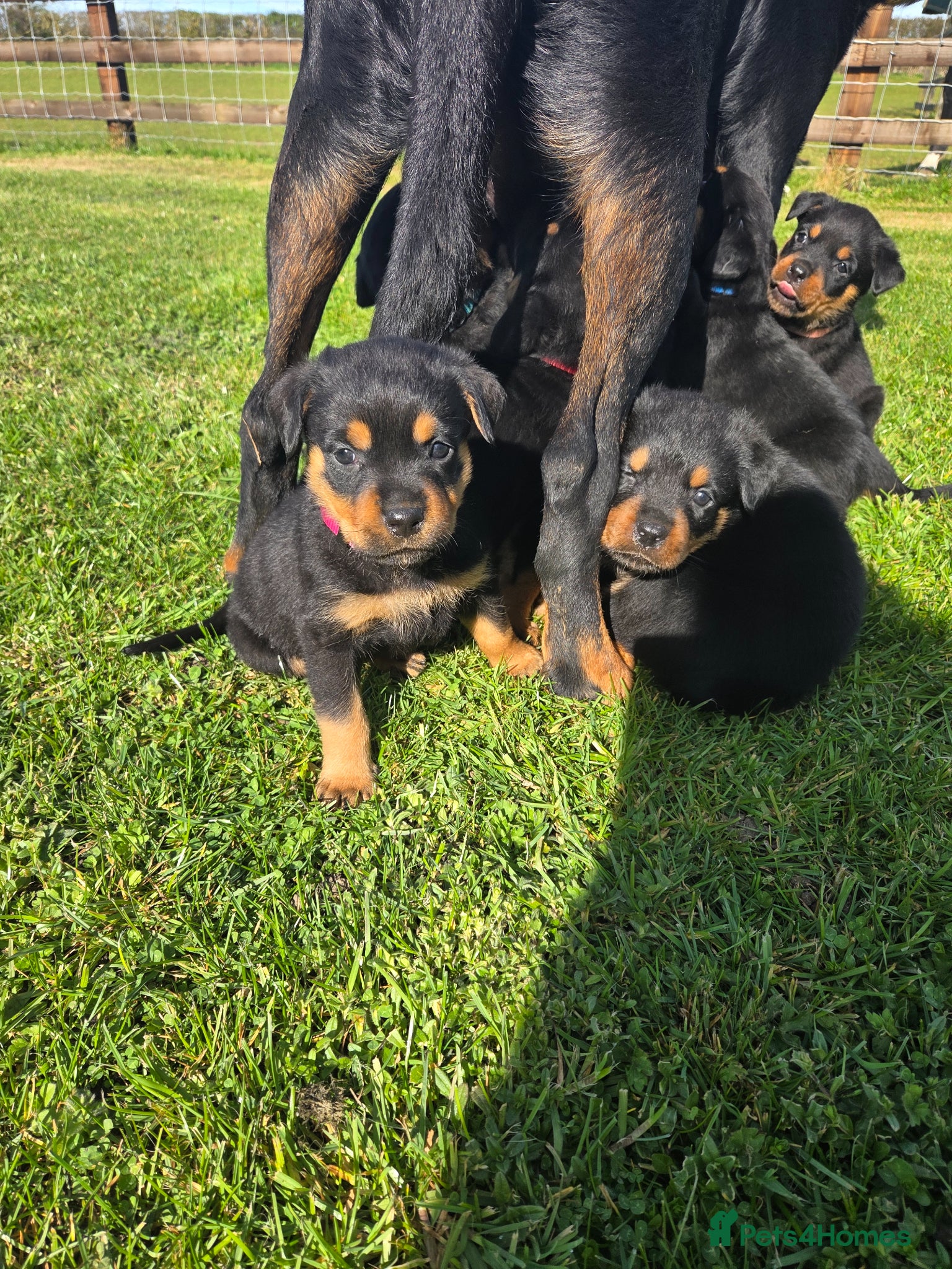 Rottweiler dogs Rottweiler puppies for sale - Advert 16