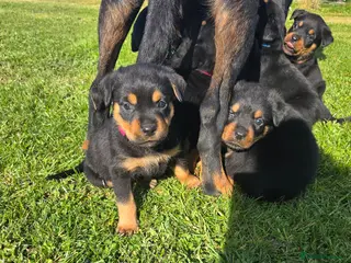 Rottweiler dogs Rottweiler puppies for sale - Advert 16