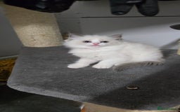 Ragdoll cats for sale: Ragdoll Kitten - Image 5