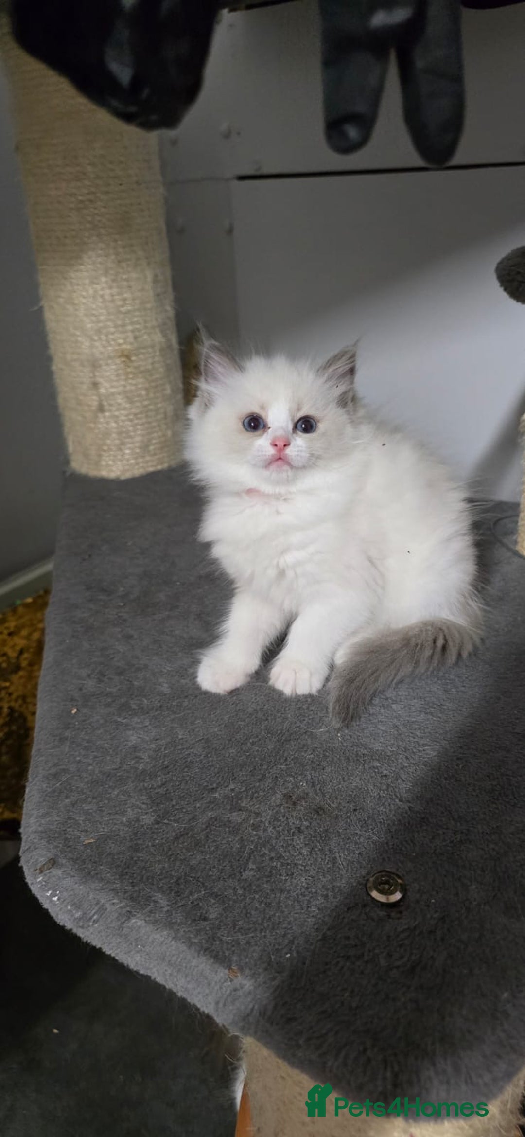 Ragdoll cats for sale: Ragdoll Kitten - Image 5