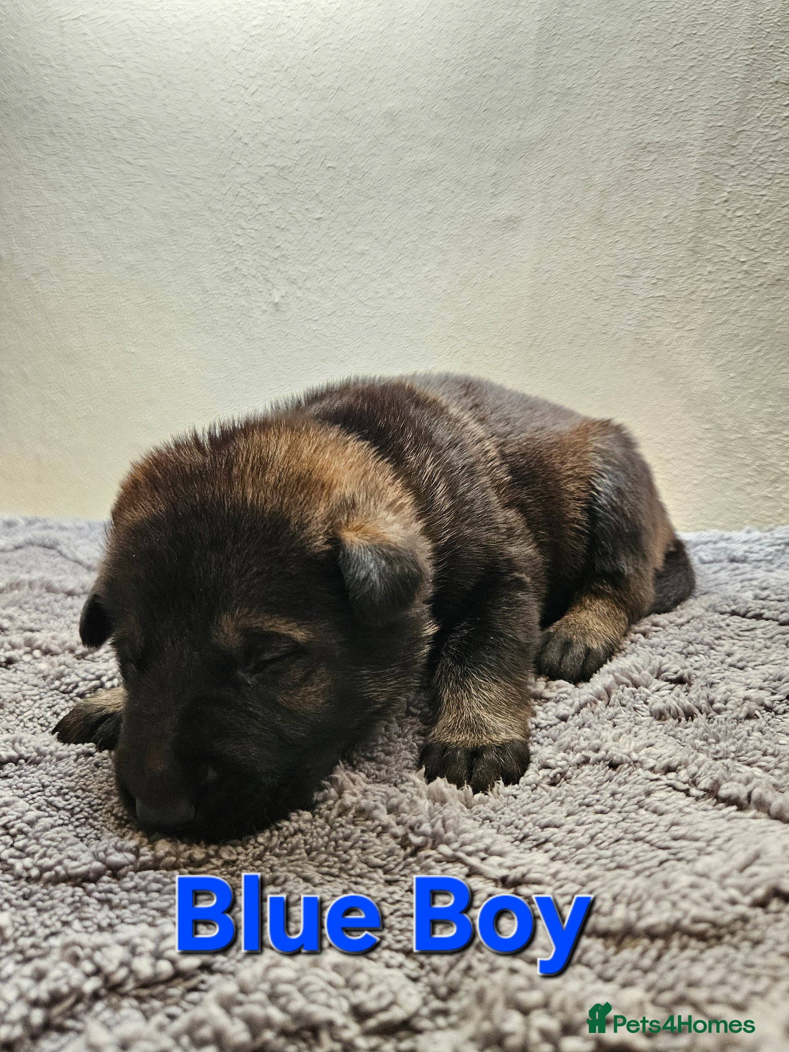 German Shepherd dogs German Shepherd Puppies - Advert 2