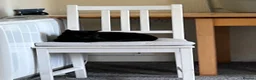 Mixed Breed cats for sale: Black/brown polydactyl kitten. - Advert 2