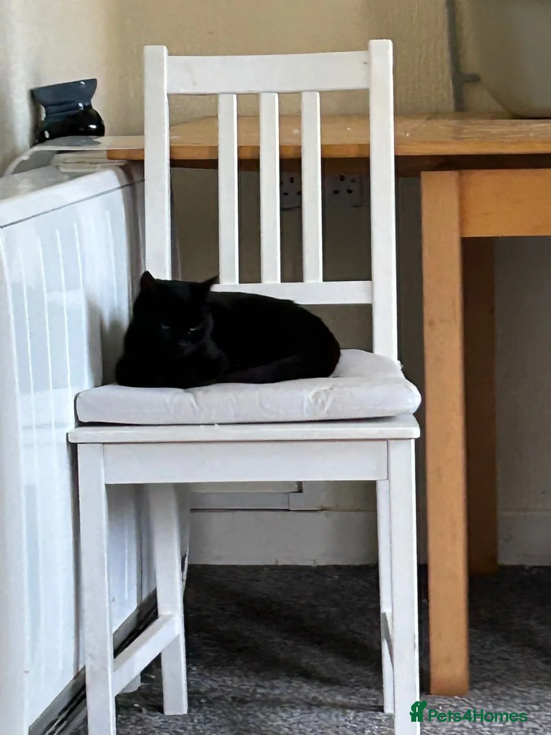 Mixed Breed cats for sale: Black/brown polydactyl kitten. - Advert 2