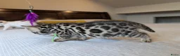 Bengal cats for sale: 🤍🤎🖤 GORGEOUS BENGAL KITTENS 🖤🤎🤍 - Advert 34