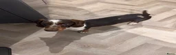 Miniature Dachshund dogs for sale: 8 month miniature dachshund  - Advert 2