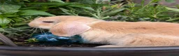 Mini Lop rabbits for sale: Mini lops  - Advert 1