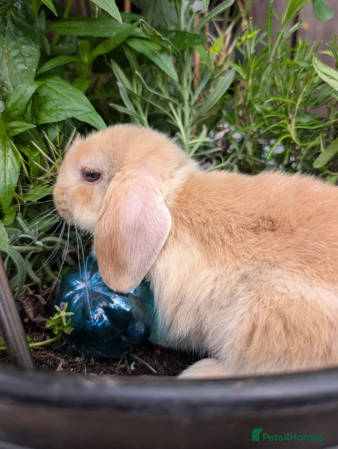 Mini Lop rabbits for sale: Mini lops  - Advert 1