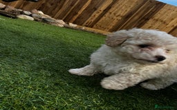 Cavapoo dogs for sale: Beautiful cavapoo puppies  - Image 32