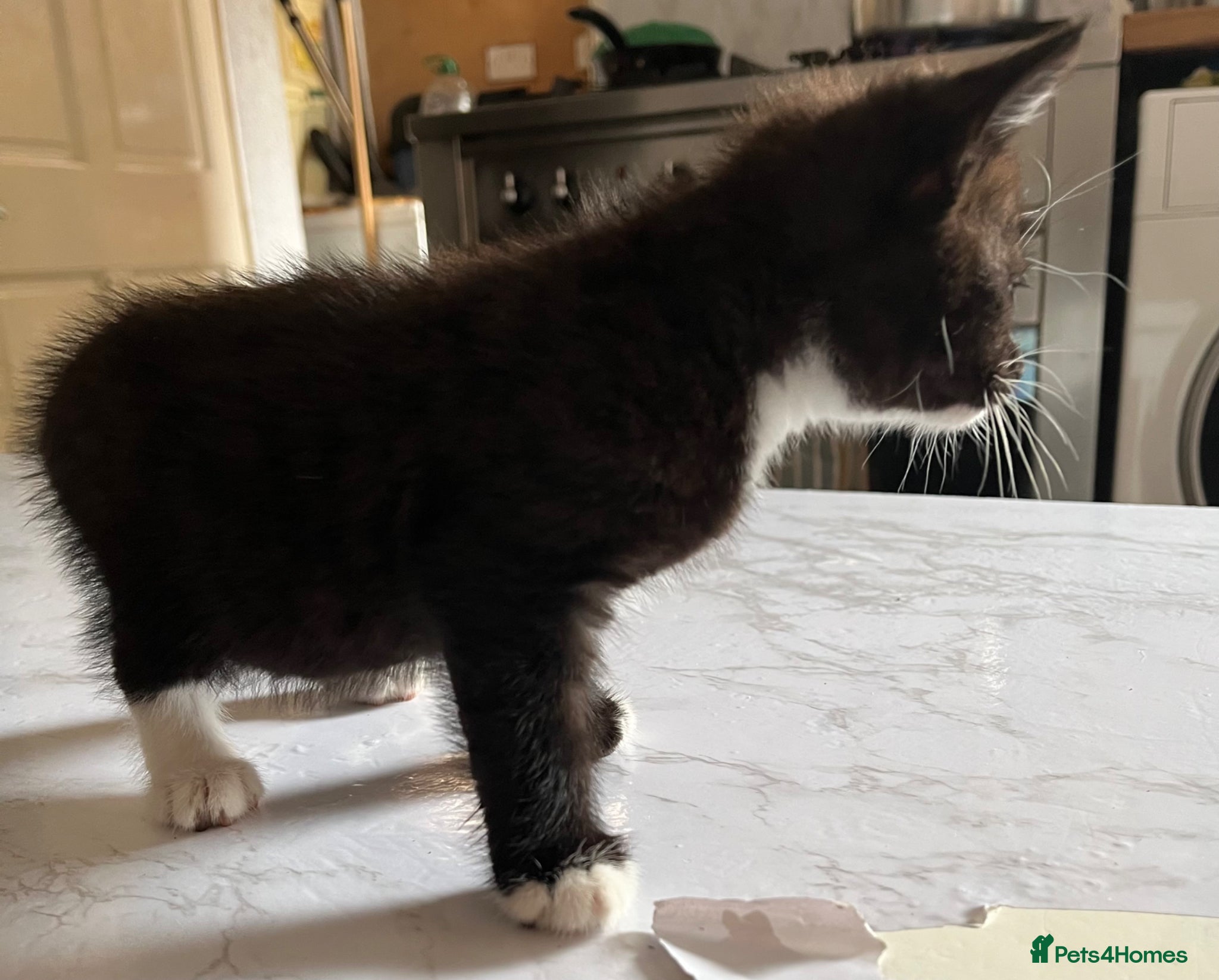 Mixed Breed cats for sale: 3 beautiful kittens for sale  - Advert 7