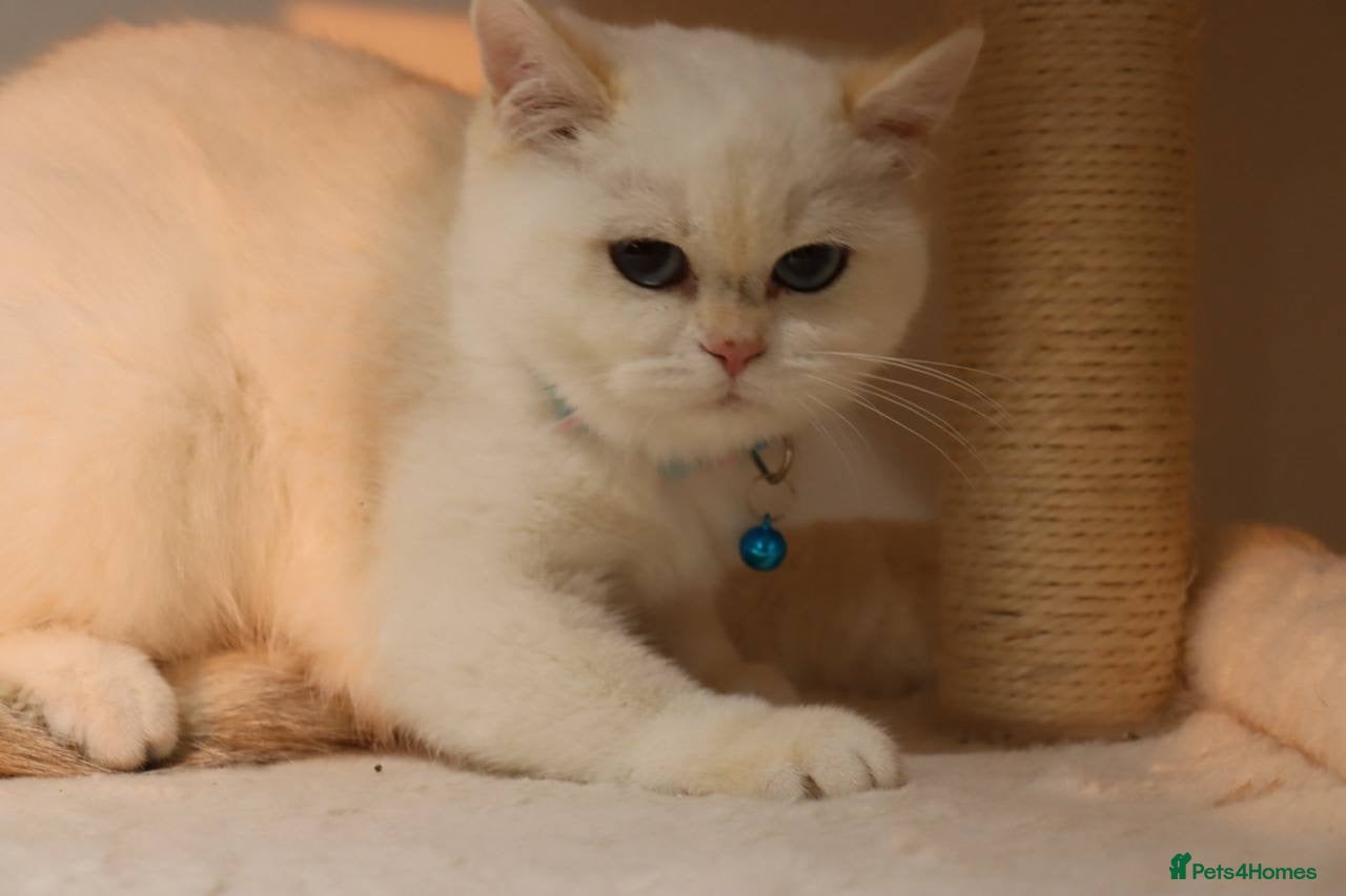 British Shorthair cats Ready Champion lines BSH kittens  - Advert 2
