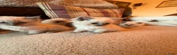 Ragdoll cats for sale: Beautiful Ragdol Kittens - Advert 8