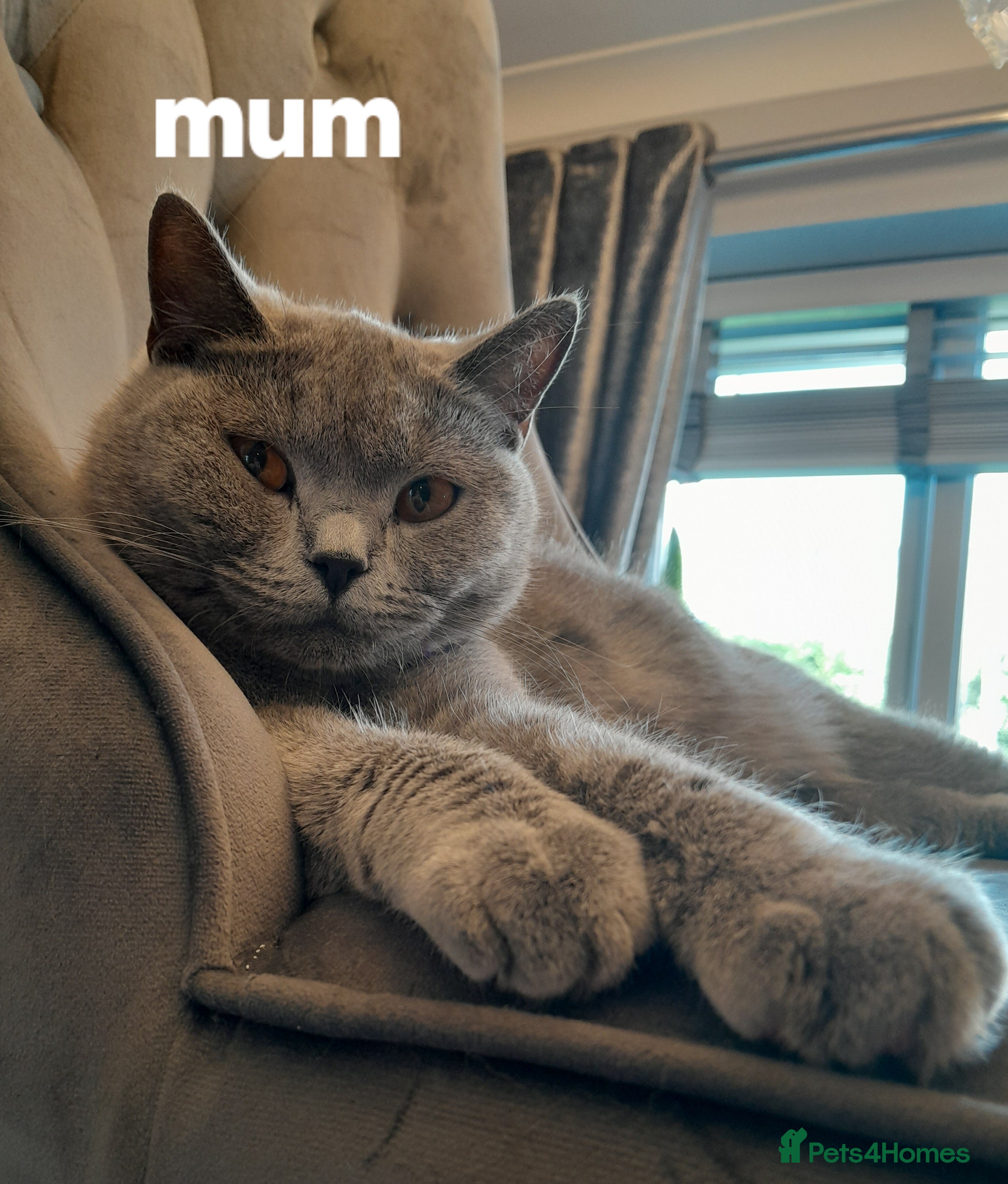 British Shorthair cats British shorthair gccf health checked - Advert 3