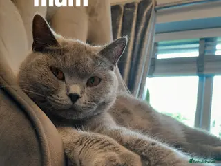 British Shorthair cats British shorthair gccf health checked - Advert 2