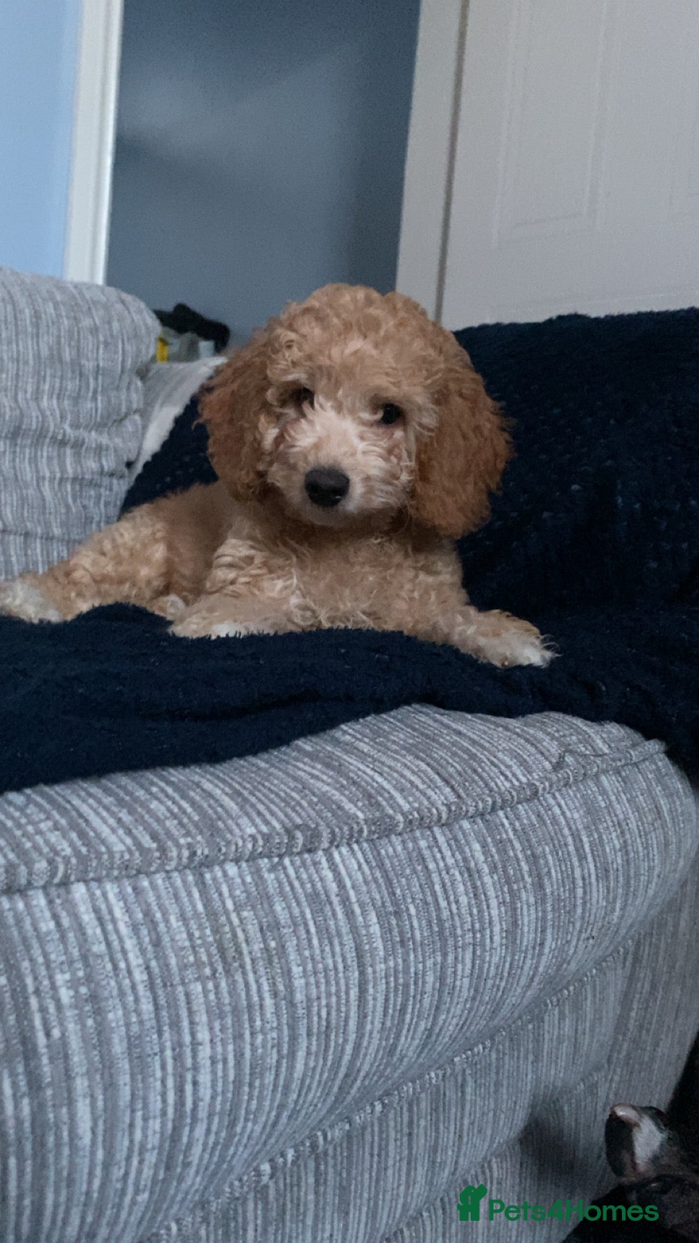 Cockapoo dogs F1b cockapoos x2 girls READY NOW!  - Advert 15