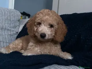 Cockapoo dogs F1b cockapoos x2 girls READY NOW! - Advert 15