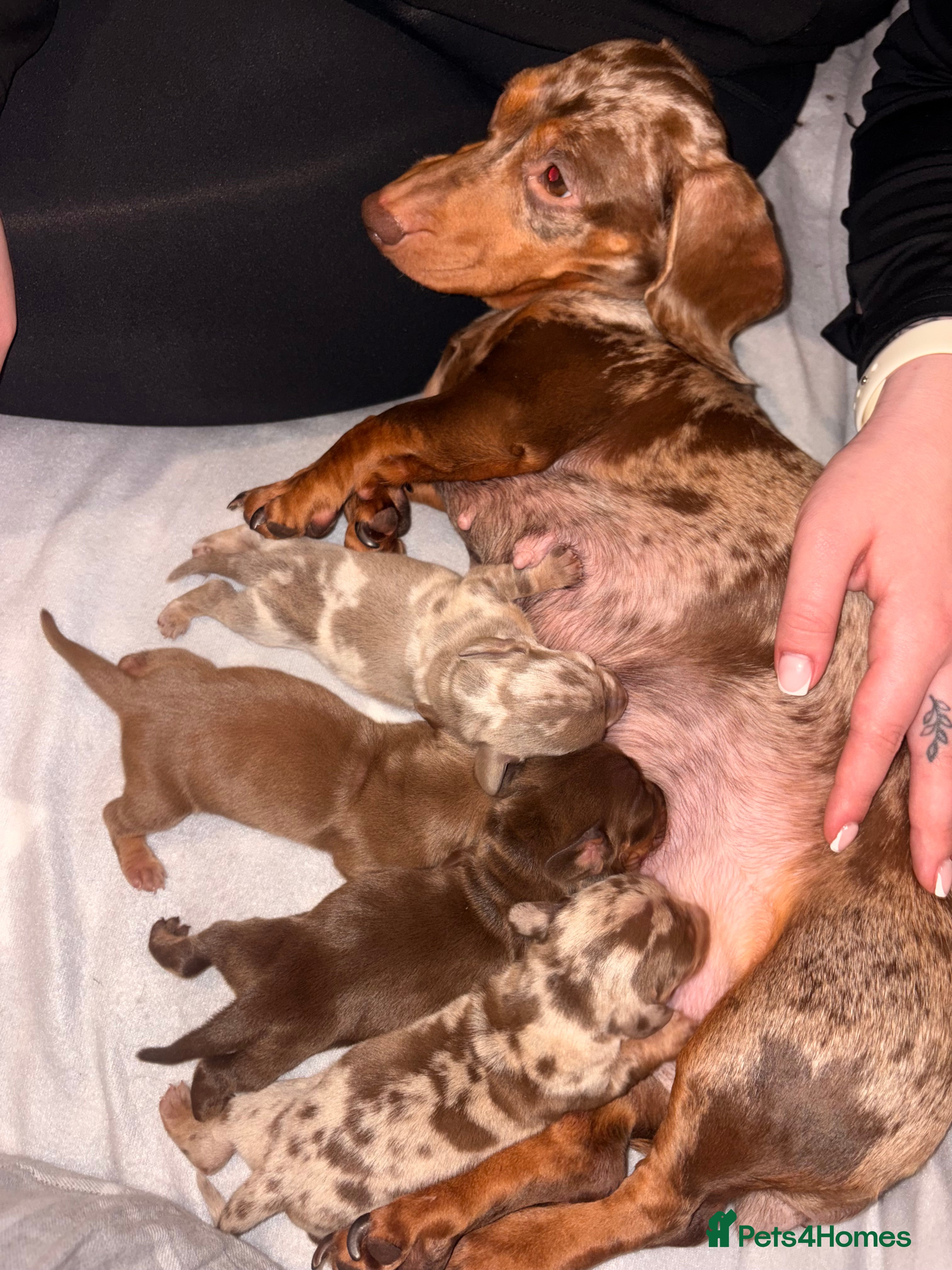 Miniature Dachshund dogs Miniature Dachshund Pups looking for Loving Homes - Advert 7