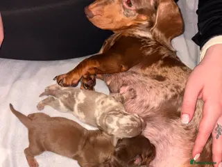Miniature Dachshund dogs Miniature Dachshund Pups looking for Loving Homes - Advert 7