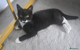 Domestic Shorthair cats for sale: 12-Week-Old Playful Tuxedo Kitten – Vaccinated  - Image 3