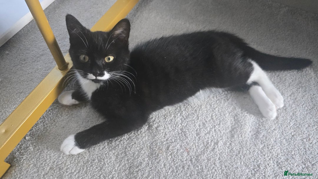 Domestic Shorthair cats for sale: 12-Week-Old Playful Tuxedo Kitten – Vaccinated  - Image 3