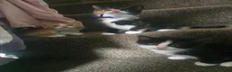 Mixed Breed cats for sale: Beautiful kittens  - Advert 7