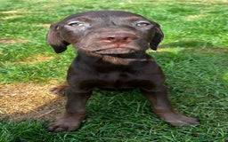 Mixed Breed dogs for sale: HUNGAROAN VIZSLADOR PUPPIES - VIZSLA x LABRADOR - Image 13