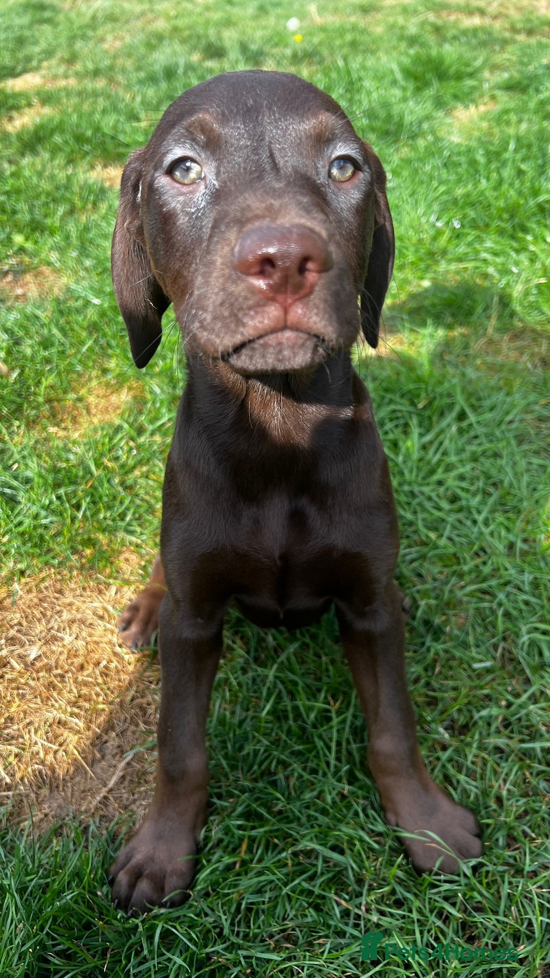 Mixed Breed dogs for sale: HUNGAROAN VIZSLADOR PUPPIES - VIZSLA x LABRADOR - Image 13