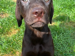 Mixed Breed dogs - Advert 4