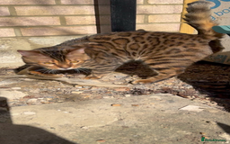 Bengal cats for sale: 4 Beautiful Bengals for sale  - Image 9