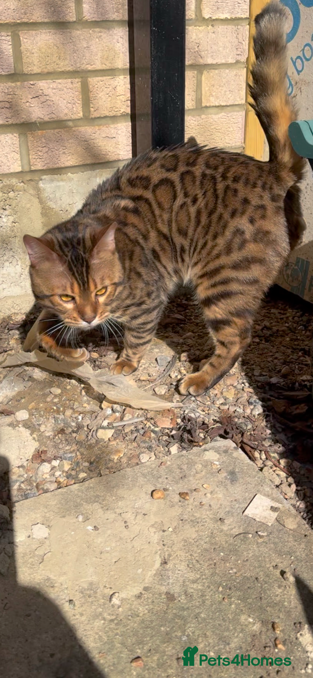 Bengal cats for sale: 4 Beautiful Bengals for sale  - Image 9