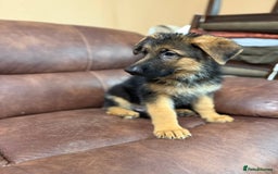 German Shepherd dogs for sale: German Shepherd purebred - Image 5