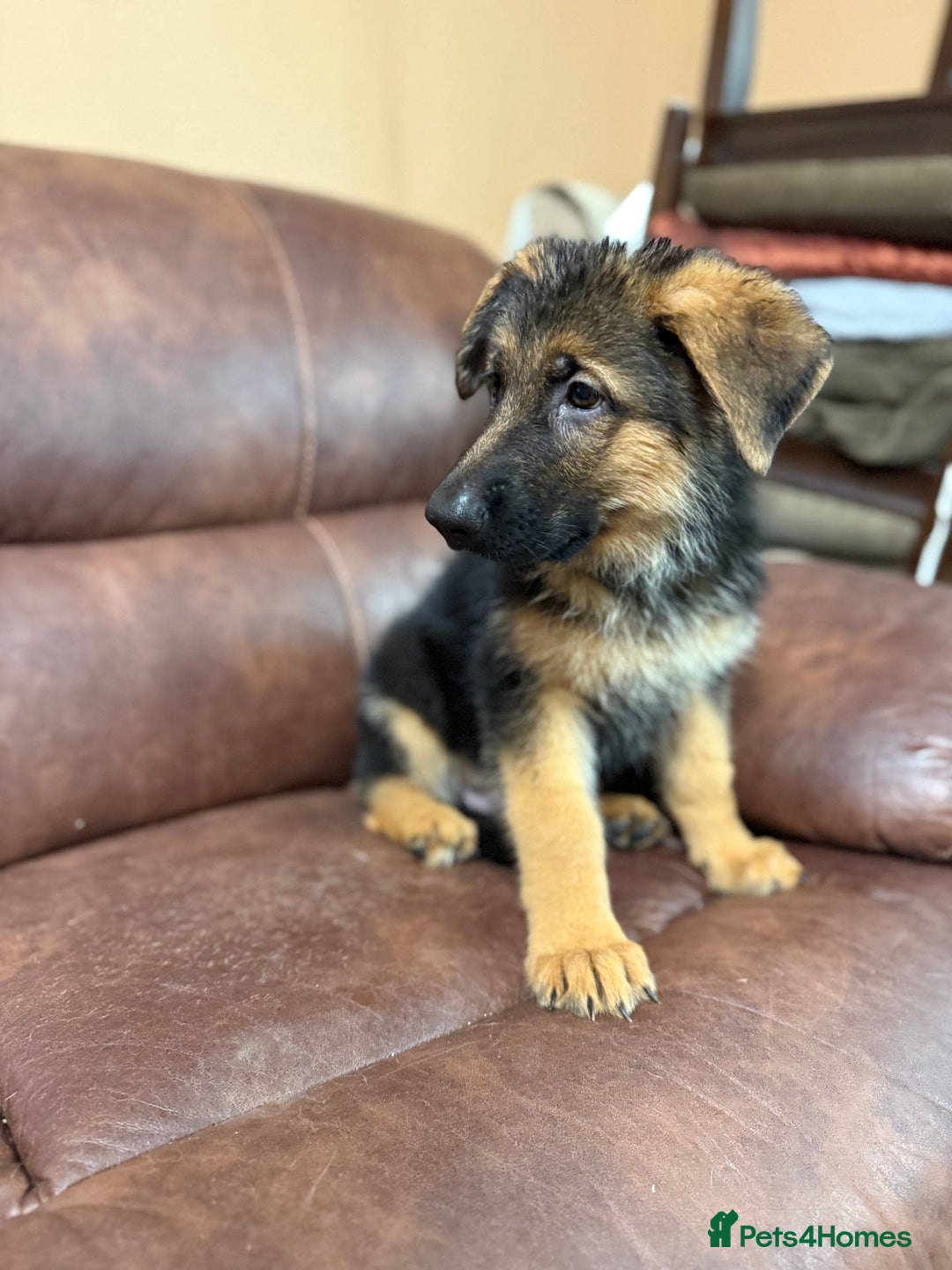German Shepherd dogs for sale: German Shepherd purebred - Image 5