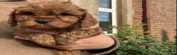 Cavapoo dogs for sale:  Lovely home reared F1 Cavapoo 7 weeks old - Advert 15