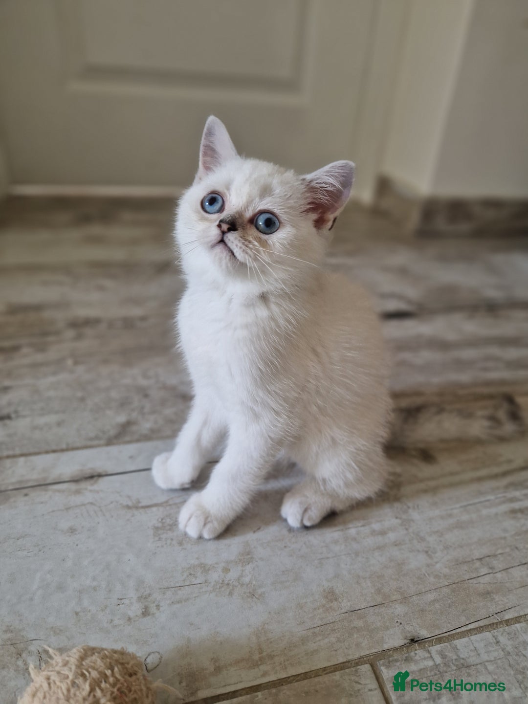 Scottish Fold cats for sale: Ready To Go Now🐈Scottish straight and fold 💕  - Image 14