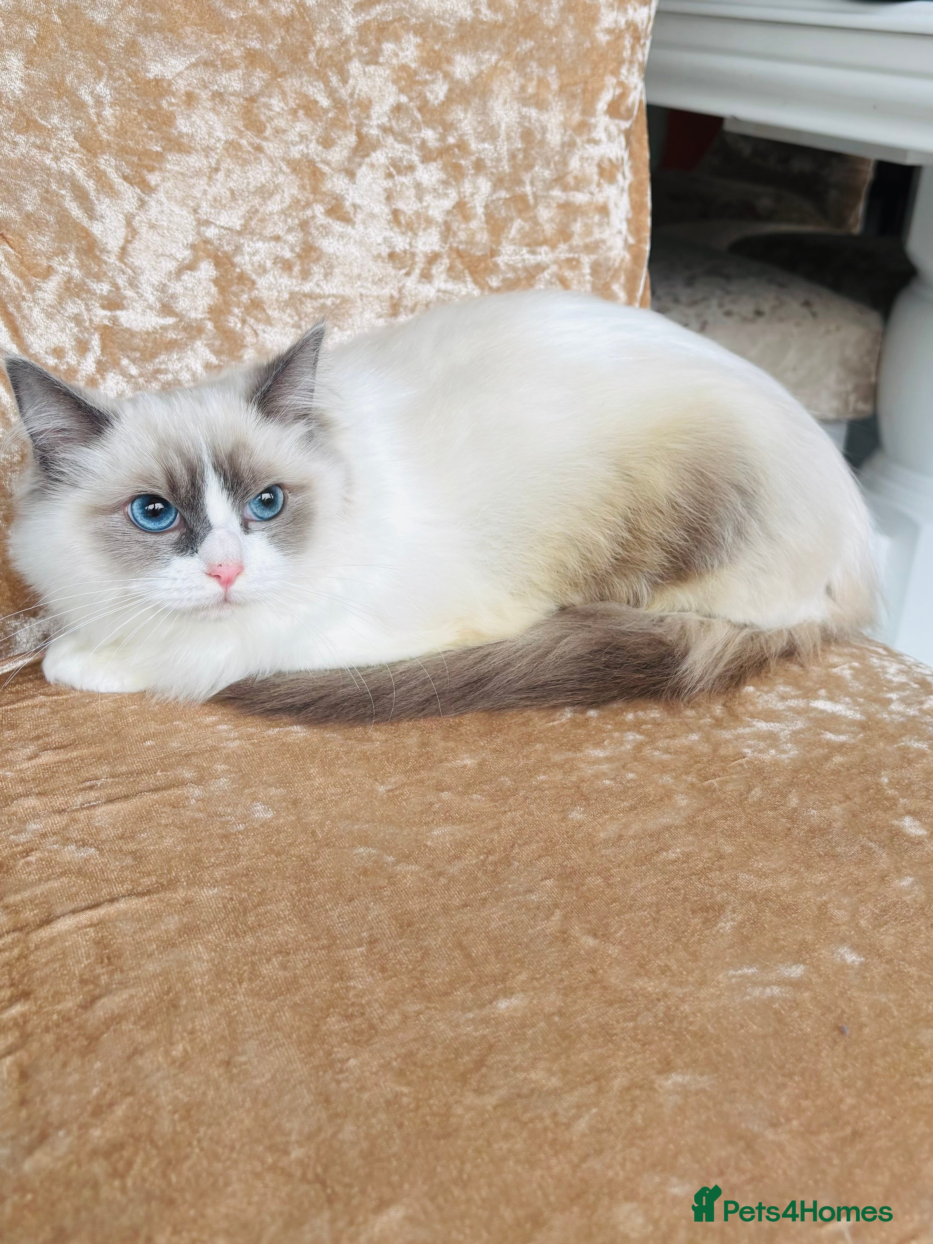 Ragdoll cats Beautiful ragdoll kittens  - Advert 4