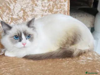 Ragdoll cats Beautiful ragdoll kittens - Advert 4