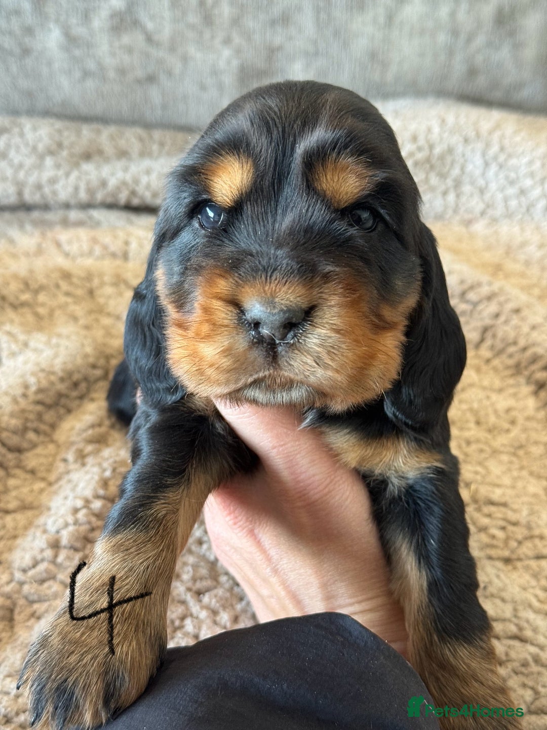 Cocker Spaniel dogs for sale: 100% TRUE SHOW TYPE HEALTH TESTED COCKER SPANIELS  - Advert 19