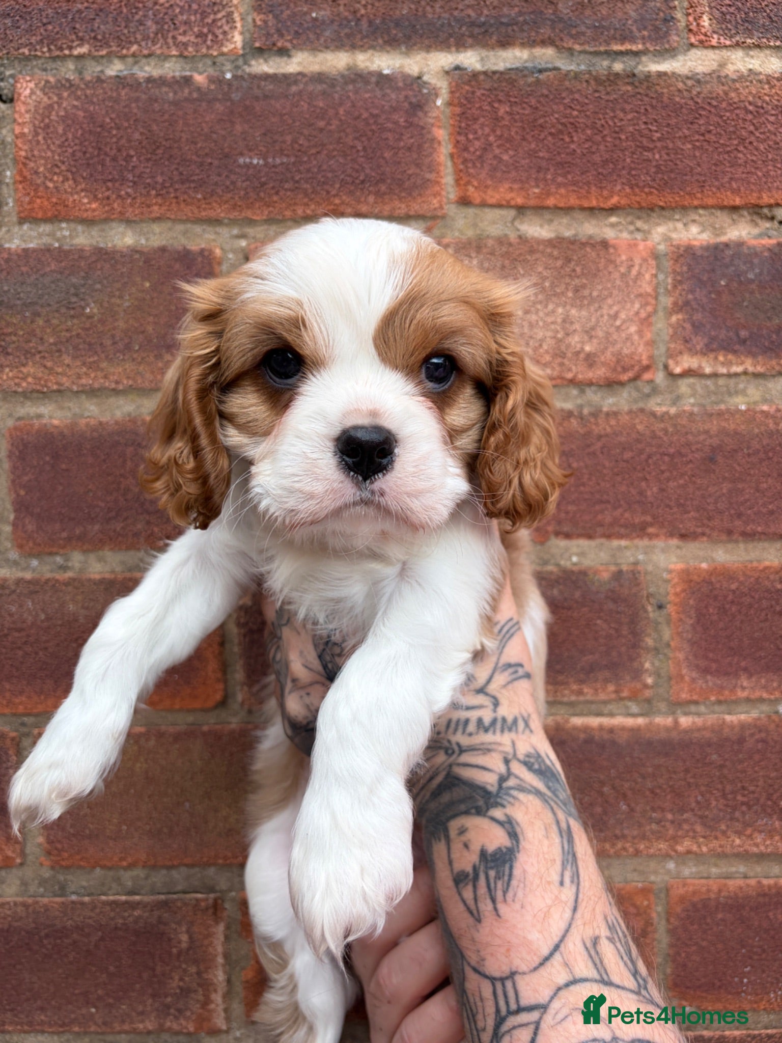 Cavalier King Charles Spaniel dogs Beautiful Blenheim puppies  - Advert 4