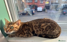 Bengal cats for sale: TICA Bengal cat for sale.  - Image 2
